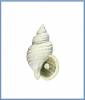 Buccinum eugrammatum