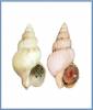 Buccinum elatior