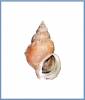 Buccinum herzensteinii