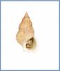 Buccinum glaciale