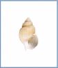Buccinum rondinum
