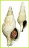 Anomalisipho altus