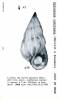 Epitonium continens