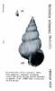 Epitonium schepmani