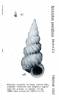 Epitonium pasiphaes