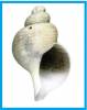 Bayerius arnoldi