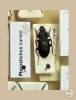 Pterostichus cursor