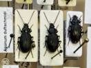 Agonum duftschmidi