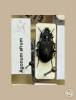 Agonum emarginatum