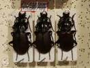 Pterostichus interruptus