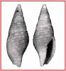 Gemmulimitra gonatophora
