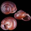 Rhysotina hepatizon