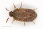 Attagenus smirnovi - Brown carpet beetle