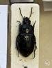 Amara erratica