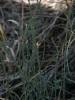 Ephedra distachya - chvojník dvouklasý