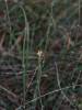Ephedra distachya - chvojník dvouklasý