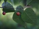 Celtis occidentalis - břestovec západní