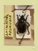 Anisoplia bromicola