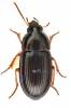 Amara lucida