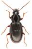 Pterostichus strenuus