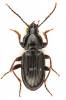 Pterostichus vernalis