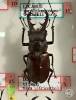 Lucanus maculifemoratus dybowskii