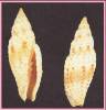 Imbricaria pretiosa