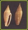 Imbricaria insculpta
