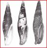 Subcancilla scrobiculata crosnieri