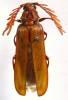 Neoclosterus lujae