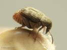 Acanthoscelides obtectus - zrnokaz fazolový