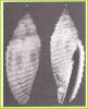 Imbricaria insculpta