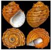 Paludomus loricatus - piskořka horská