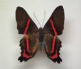 Ancyluris meliboeus euaemon