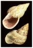 Drymaeus expansus