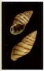Drymaeus vincentinus