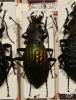 Carabus davidioides