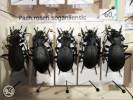 Carabus roseri