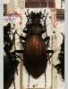 Carabus shun