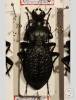 Carabus caschmirensis