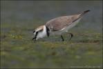 Charadrius alexandrinus - Kentish Plover