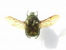 Protaetia cuprea obscura