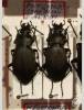 Carabus staehlini