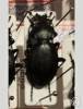 Carabus rumelicus