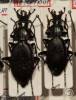Carabus osseticus