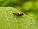 Epinotia demarniana