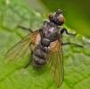 Athrycia trepida