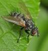 Athrycia trepida