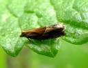 Ancylis obtusana