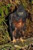 Spizaetus isidori